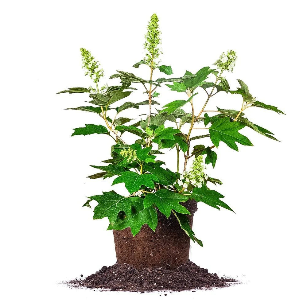 Oak Leaf Hydrangea 3gal.