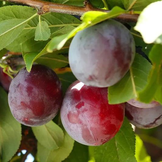 Fruit Tree Plum 5gal.