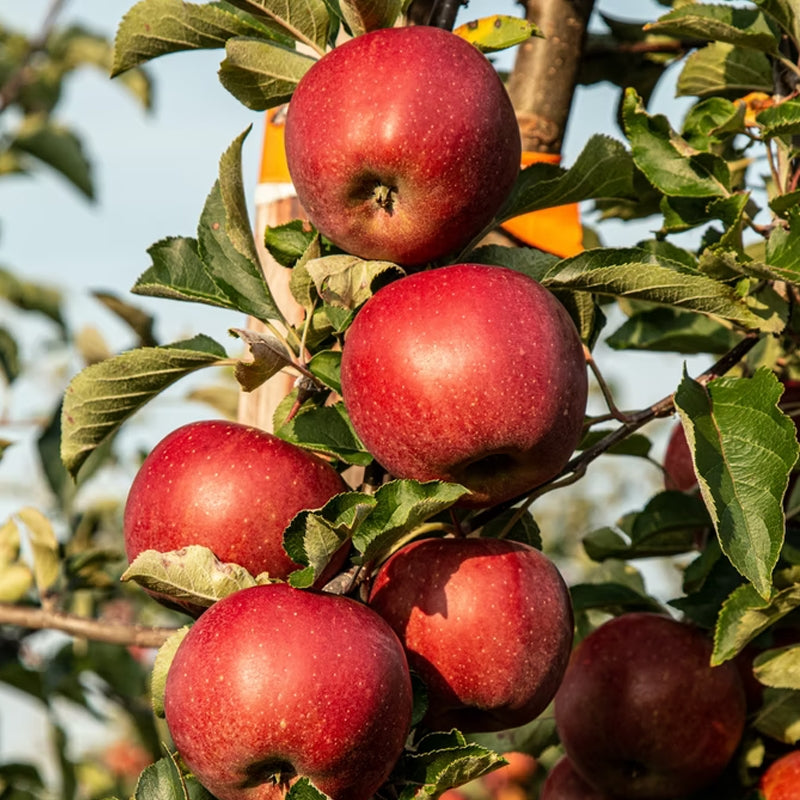 Fruit Tree Apple 5gal.