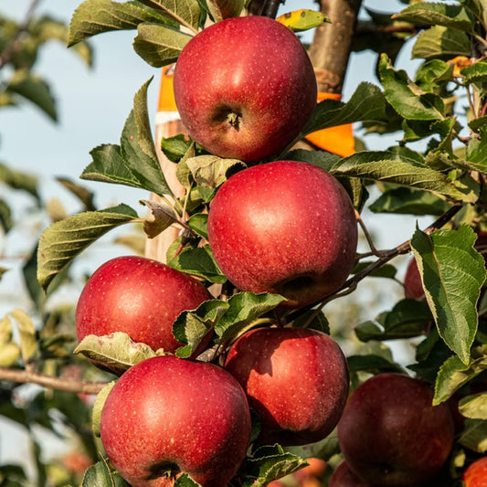 Fruit Tree Apple 5gal.