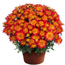 Fall Mum Large