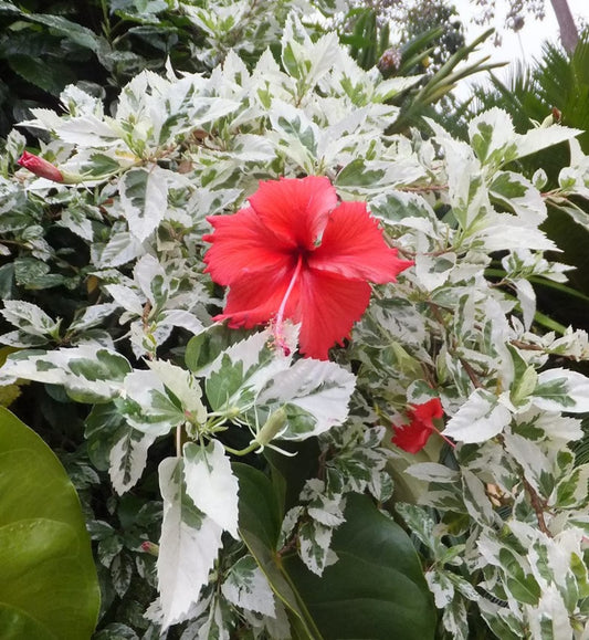 Flower Hibiscus 12in pot