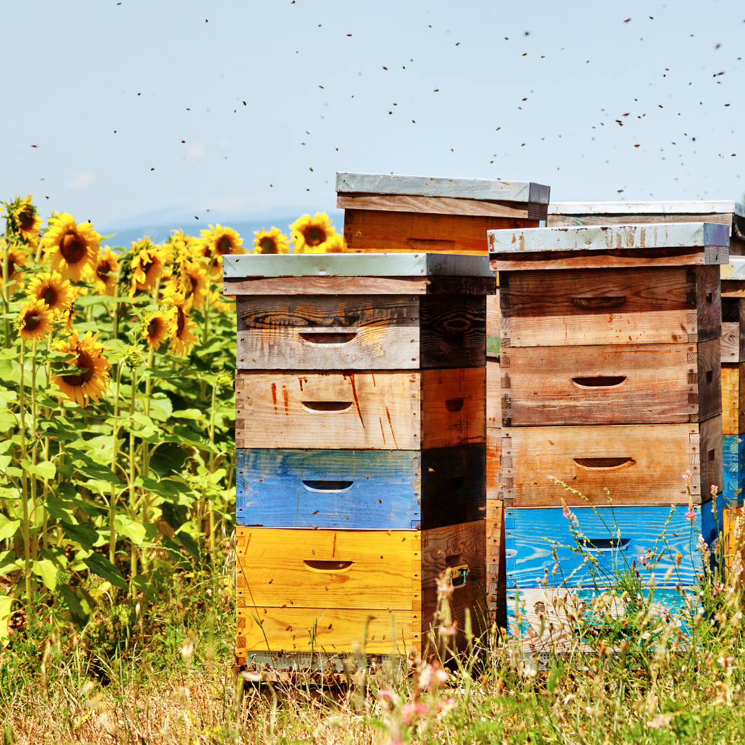 Honeybee Sunflower Garden Seed Packet