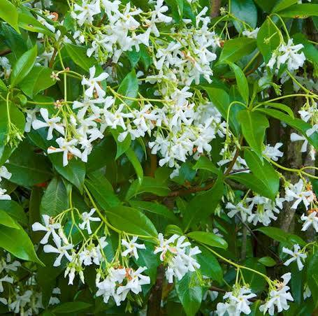 Jasmine Confederate Climbing 1Gal