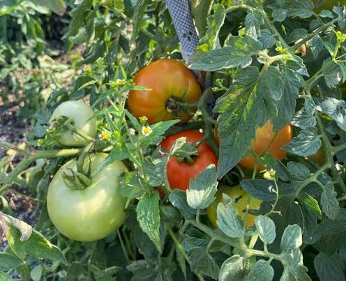 Fresh Home Grown Tomatoes Per Pound