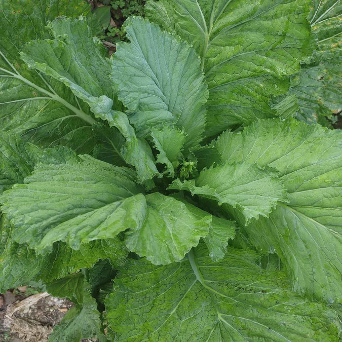 Seeds Mustard Broadleaf 1lbs