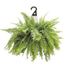 Fern Plant Hanging Basket