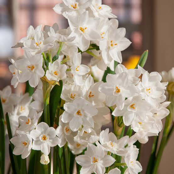 Paperwhites 6in Plant pot