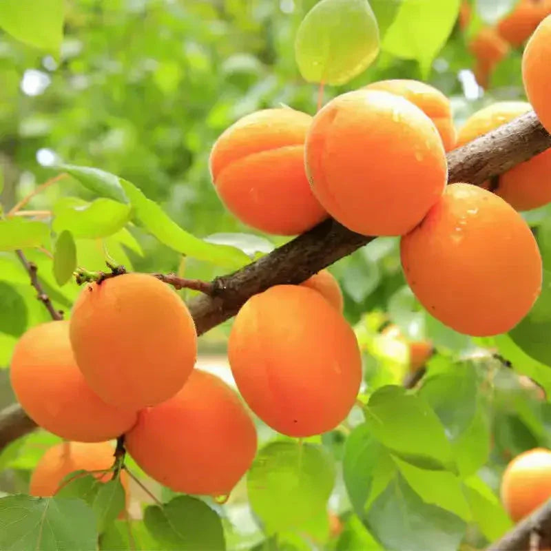 Fruit Tree Apricot 5gal