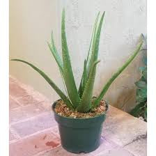Aloe Vera Plant 6”pot