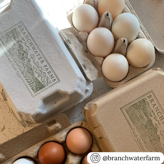 Fresh 6 Duck Eggs