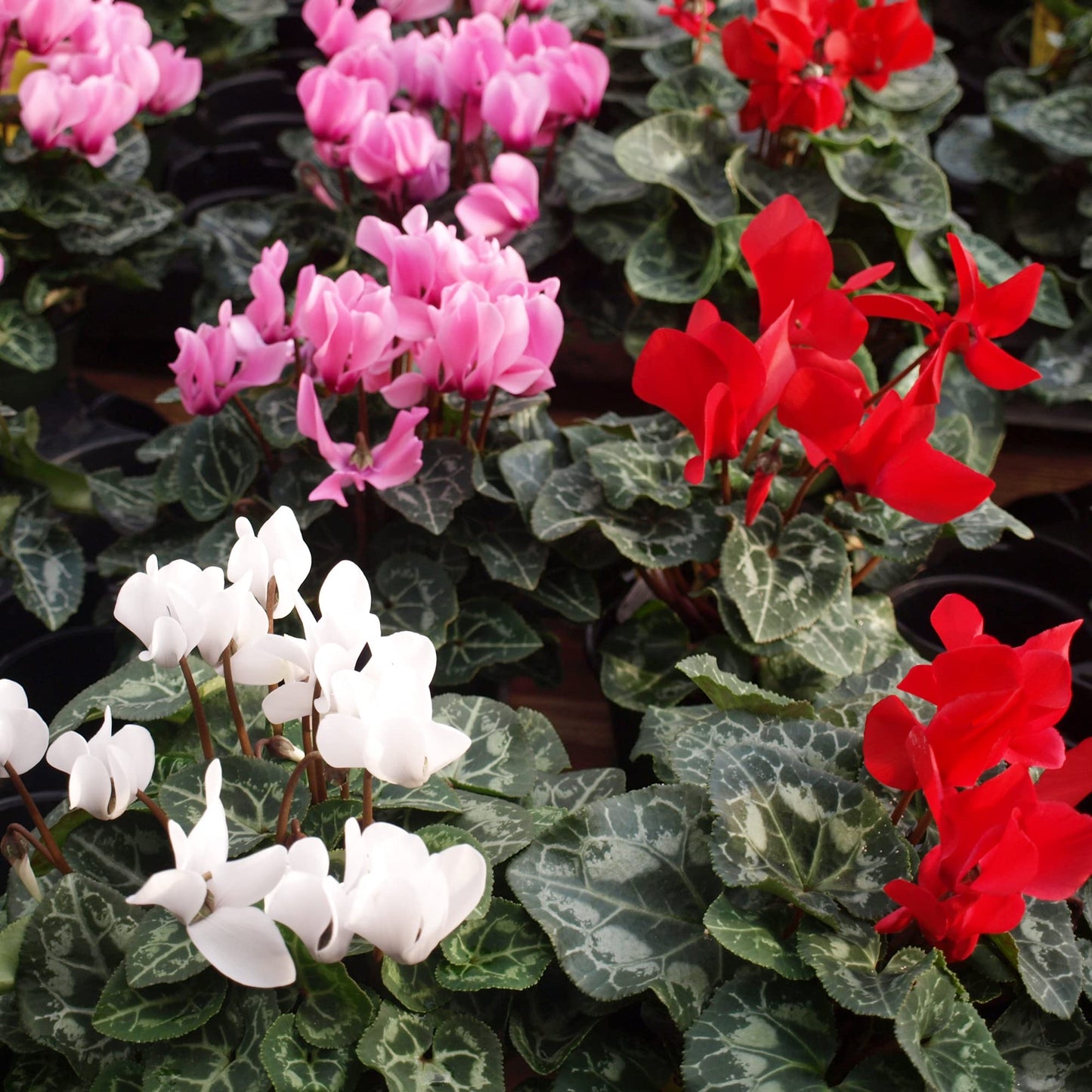 Cyclamen Plant 4inch