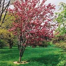 Cherry /Crabapple Tree Flowering Only 5gal