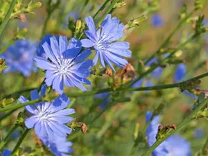 Seed Chicory Forb Feast
