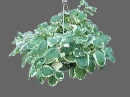 Cuban Oregano Herb Plant Hanging Basket