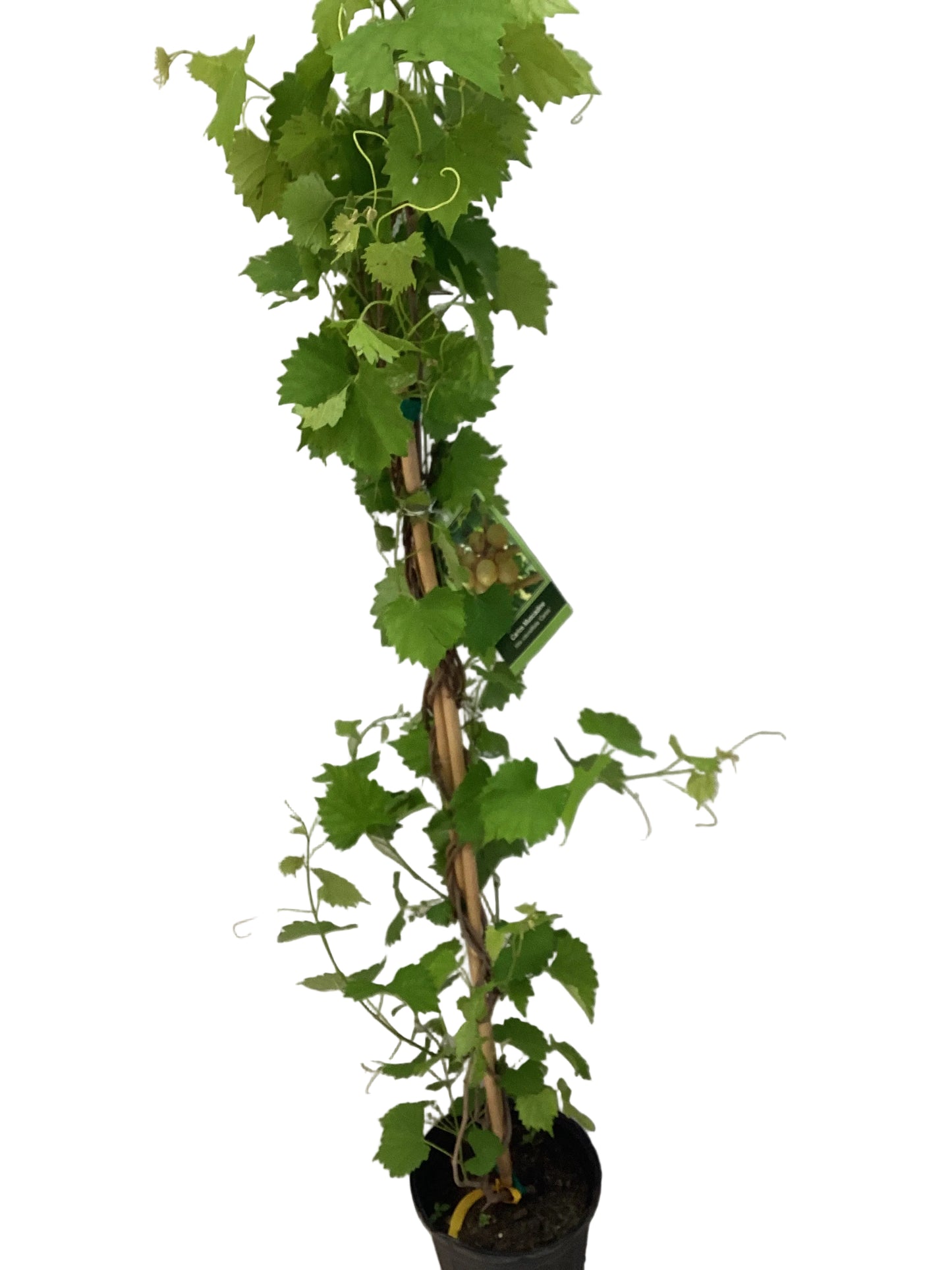 Muscadine Grape Vine 1gal￼Pot