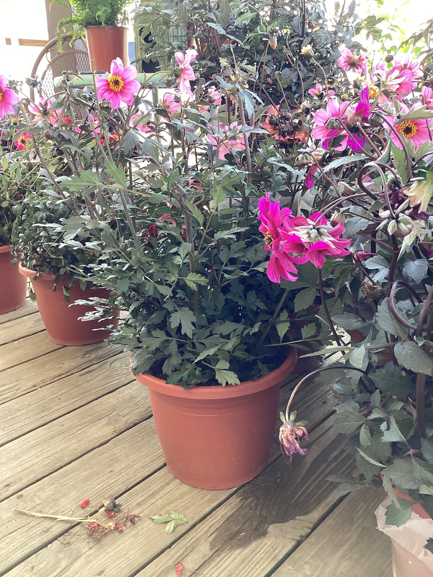 Dahlia Large Pot