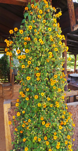 Hanging Basket Black Eye Susan