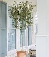Olive Tree