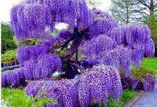 Wisteria Plant 3gal