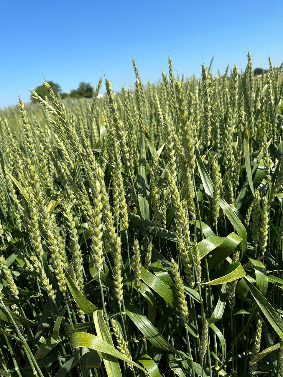 Seed Wheat Soft Beardless 50lbs