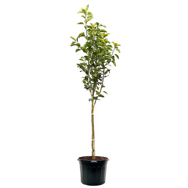 Tree Pear 5gal
