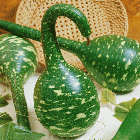 Gourd Large Each