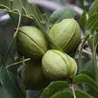 Pecan Tree Desirable 6gal