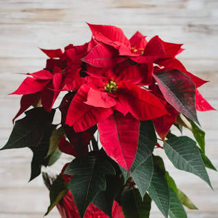 Poinsettia 10”pot