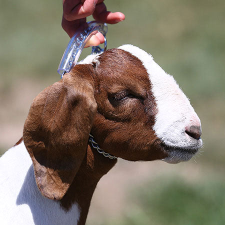 Goat Neck Chain 24" Clear Handle