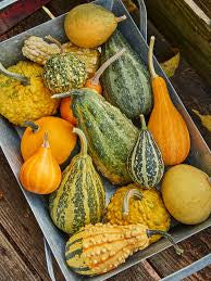 Gourd Large Each