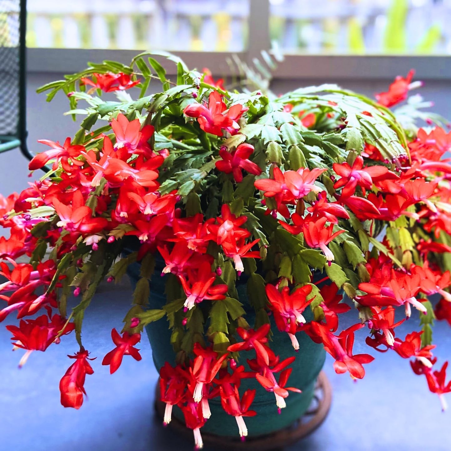 Christmas Cactus Hanging Basket