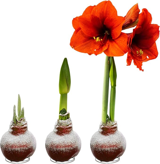 Amaryllis 2 Stem potted plant