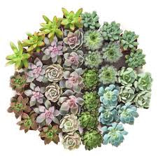 Succulent Bowl