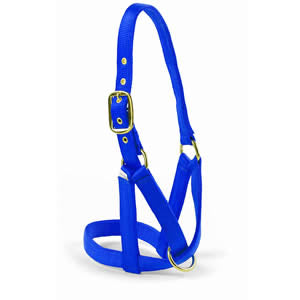 Halter Turn Out Cattle