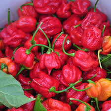Scorpion/Ghost Pepper Plant 4in