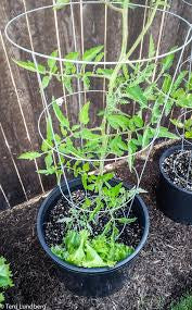 Tomato & Plant Cage 42"