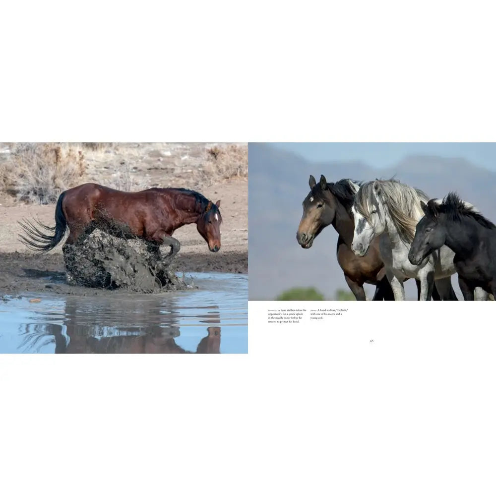 Wild Horses of the West : Photography Coffee Table Book