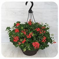 Geranium Hanging Basket 12" Flowers