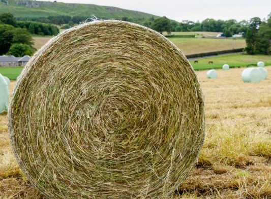 Hay Round Bale Horse Quality LARGE