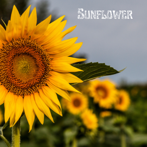 Honeybee Sunflower Garden Seed Packet