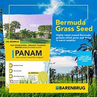 Panam Grass Bermuda Grass Seed 1lb