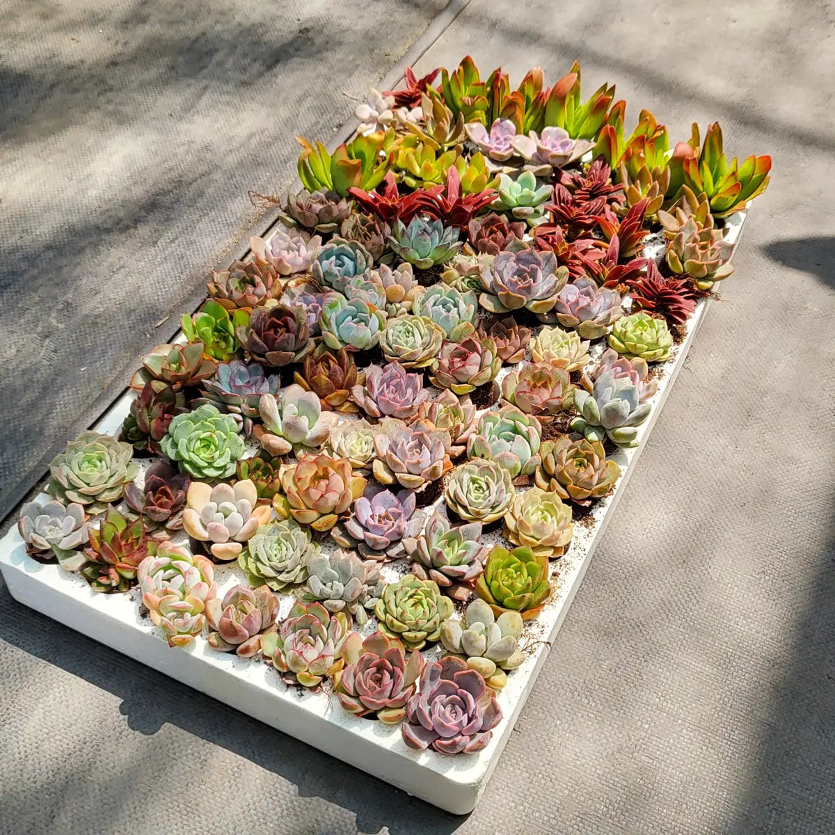 Assorted Succulent