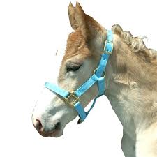 Valhoma Horse Halter Pony