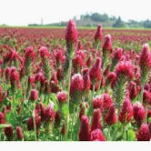 Seed Crimson Clover 50lbs