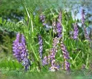 Seed Hairy Vetch 50lbs.