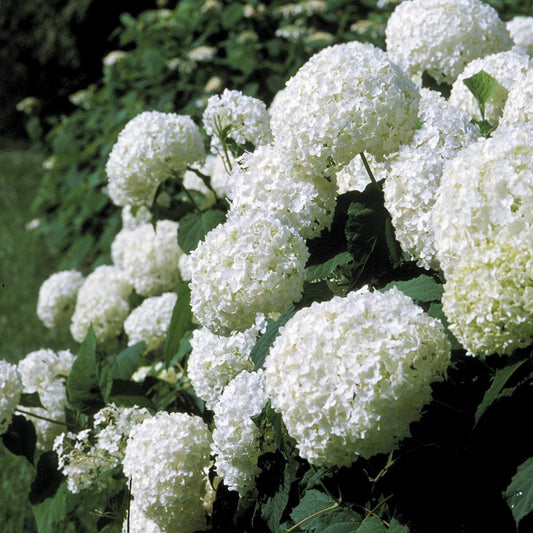 Hydrangea 8in Pot