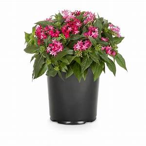 Flower 1Gal