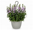 Hanging Basket Angelonia