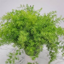 Sprengeri Fern Hanging Basket